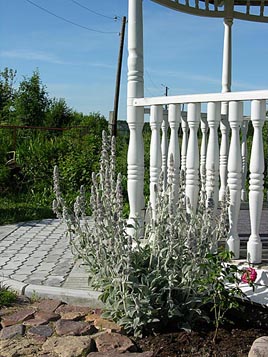Чистец