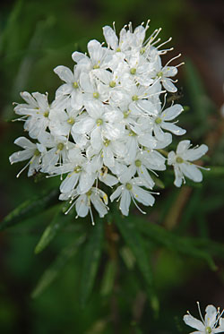 Багульник