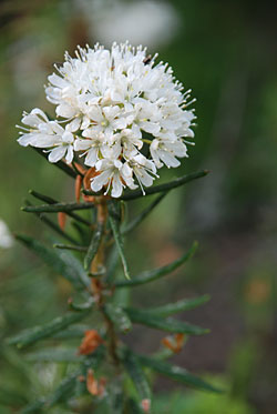 Багульник