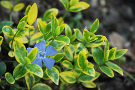 барвинок