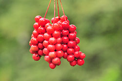 Лимонник