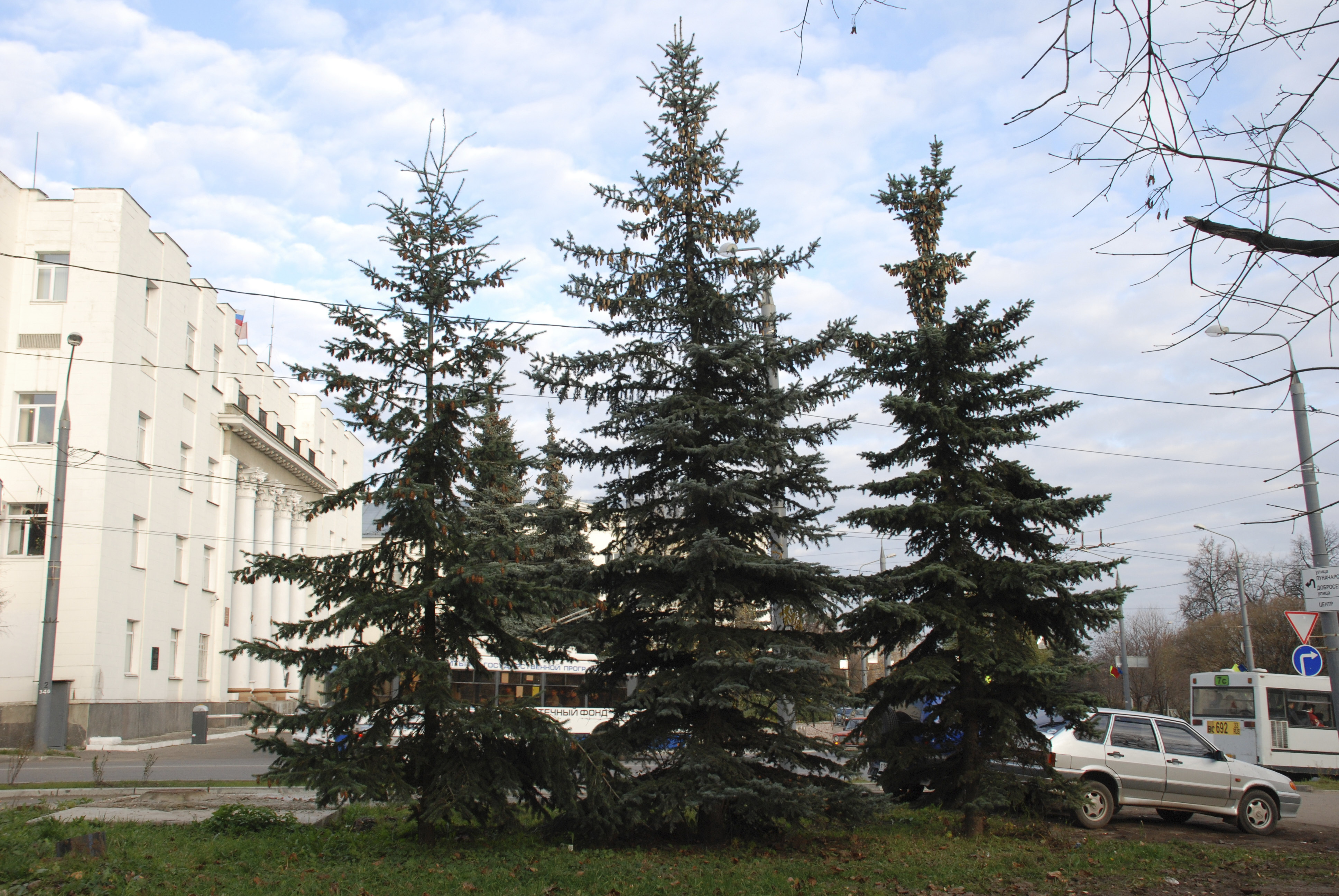 Псевдотсуга в городском озеленении