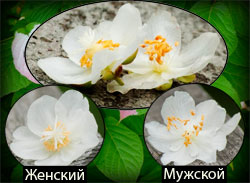 Отличие мужской актинидии от&nbsp;женской в&nbsp;строении цветка