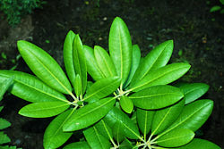 Рододендрон короткоплодный