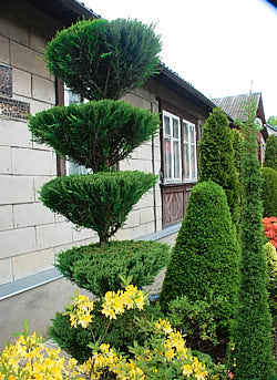 скай рокет стрижка