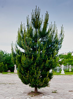 сосна