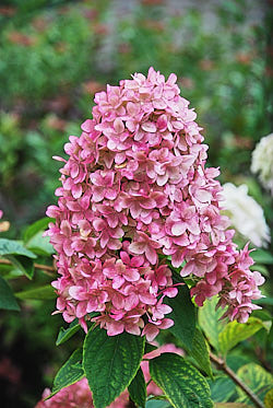 ванилла фрайз